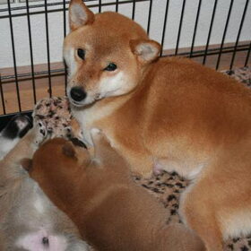 kodi's nestje met mama naoki 22-01-12