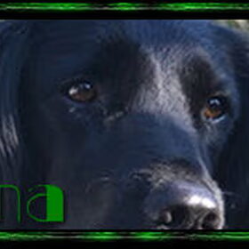 Fenna van Max