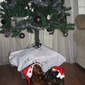 yuki en doortje onder de boom