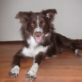 Hondenfoto van Bernadet- Dhani-Shasta.