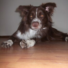Hondenfoto van Bernadet- Dhani-Shasta.