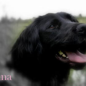 Fenna