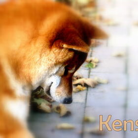 Kenshi
