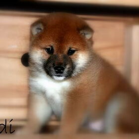Kodi