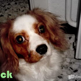 Tuck
