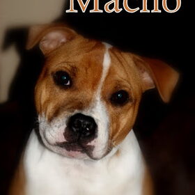 Macho