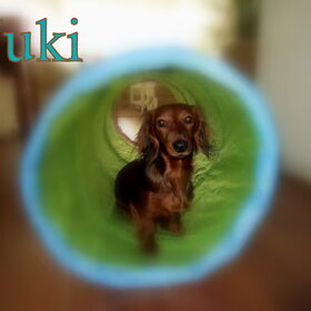 Yuki