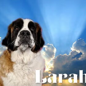 Larah bewerkt door Joni, Kenshi en Kodi, bedankt!