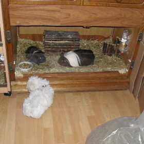 Al heel vroeg kennis maken met de andere huisdieren, mijn cavia's