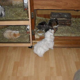 He, wat een rare hond ben jij