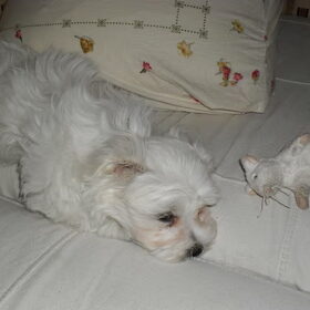 Quincy, echt een puppy nog, zo lief.