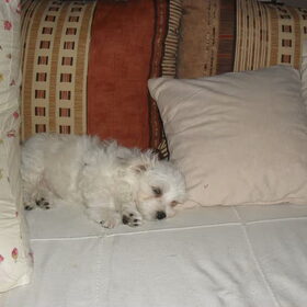 Quincy als pup van 13 weken