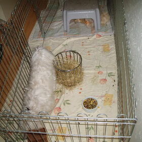Quincy loopt gewoon tussen de cavia's