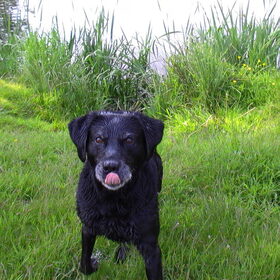 Hondenfoto van .