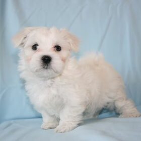 Quincy pup van 7 weken
