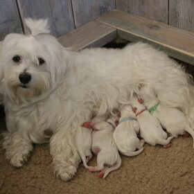 Moeder Amy met haar pups. Het pupje met het lichtblauwe bandje…