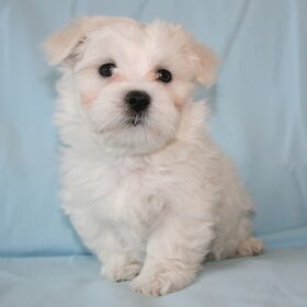 Quincy pup van 7 weken