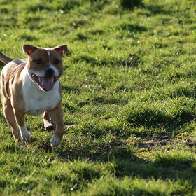 Hondenfoto van Carla & Macho