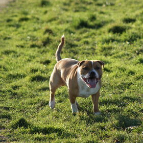 Hondenfoto van Carla & Macho