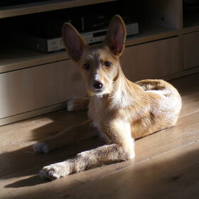 Hondenfoto van delilah, (mede)baasje van drum