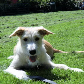 Hondenfoto van delilah, (mede)baasje van drum