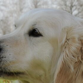 Hier is Bas