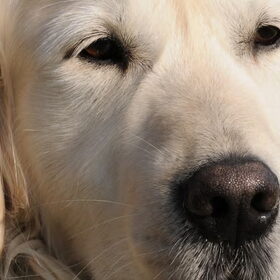 Dames hou je vast........de richard Gere onder de honden