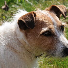 Onze dame Jessy