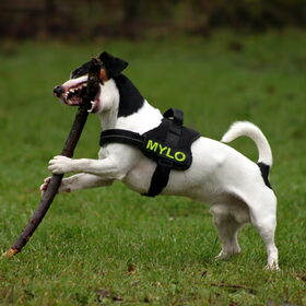 Mylo