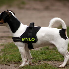 Mylo