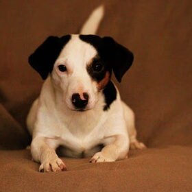 Mylo