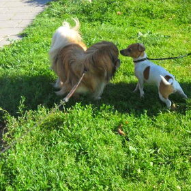 Hondenfoto van Amanda & Bobby