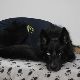 Blue na zijn castratie