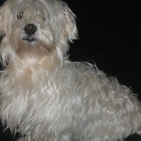 dit is ons oudje 11 jaar malthezer..geslacht…