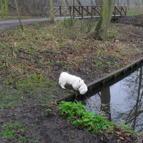 Hondenfoto van Gina Heuvelsland