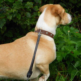 Hondenfoto van isabel en perro