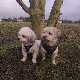 Dempsey en Taiko met hun nieuwe lekker warme tuigjes :D