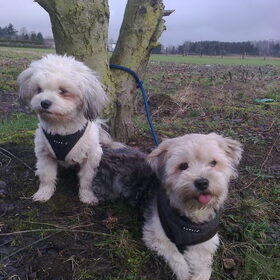 Dempsey en Taiko met hun nieuwe lekker warme tuigjes :D