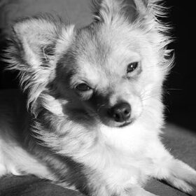Hondenfoto van Ringo*