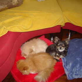 Mijn kleine lieve Taco met onze 2 monsterpersjes! helaas zijn…