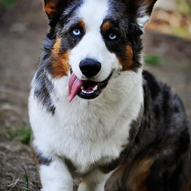 Cardigan Welsh Corgi Blue Merle
