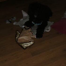 buddy speelt