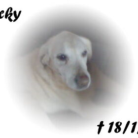 Hondenfoto van silke & woody 