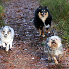 Hondenfoto van ~*Sammy Ft Jady Ft Bailey Ft Dusty*~