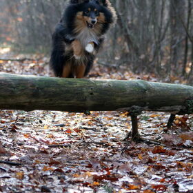 Hondenfoto van ~*Sammy Ft Jady Ft Bailey Ft Dusty*~