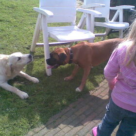 Hondenfoto van Ziva †, Bullie †, en Bandhu