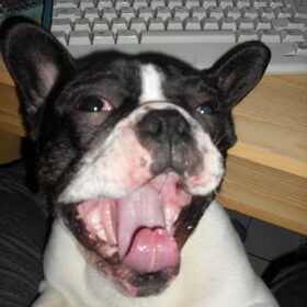 Hondenfoto van **The more I know about people, the more I love dogs**
