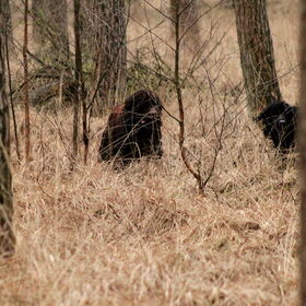 Zoek de twee Newfy's.
