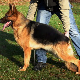 Nala vom Twickelland A-Normal/ED-Normal Vice Holland Siegerin