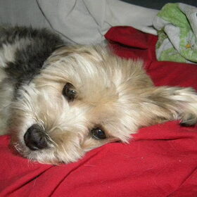 Zo lief